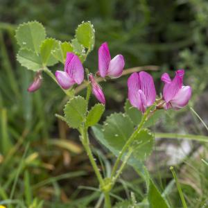 Photographie n°310957 du taxon Ononis rotundifolia L.