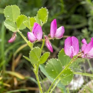 Photographie n°310958 du taxon Ononis rotundifolia L.