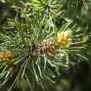 Photographie n°311005 du taxon Pinus mugo subsp. uncinata (Ramond ex DC.) Domin [1936]