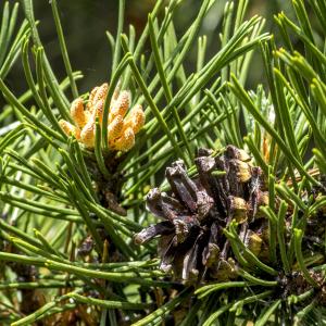 Photographie n°311007 du taxon Pinus mugo subsp. uncinata (Ramond ex DC.) Domin [1936]