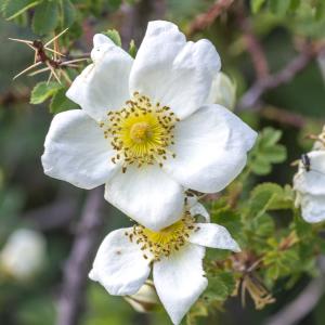 Photographie n°311039 du taxon Rosa spinosissima L. [1753]