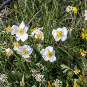 Photographie n°311042 du taxon Rosa spinosissima L. [1753]