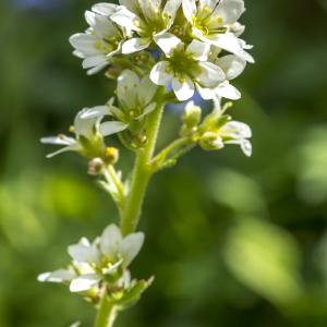 Photographie n°311044 du taxon Saxifraga aquatica Lapeyr. [1801]