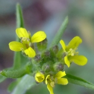 Photographie n°311073 du taxon Sisymbrium officinale (L.) Scop. [1772]