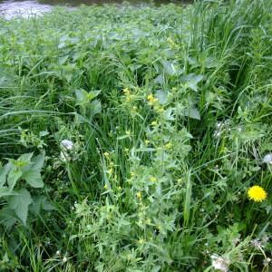 Photographie n°311075 du taxon Sisymbrium officinale (L.) Scop. [1772]