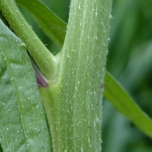 Photographie n°311080 du taxon Sisymbrium officinale (L.) Scop. [1772]