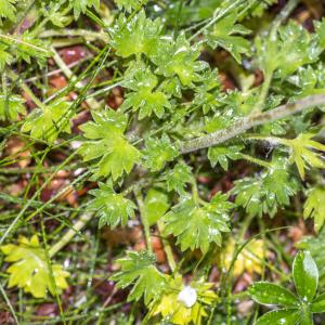 Photographie n°311082 du taxon Saxifraga geranioides L. [1755]