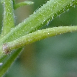 Photographie n°311090 du taxon Sisymbrium officinale (L.) Scop. [1772]