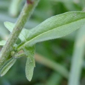 Photographie n°311092 du taxon Sisymbrium officinale (L.) Scop. [1772]