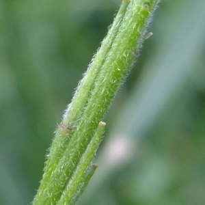 Photographie n°311093 du taxon Sisymbrium officinale (L.) Scop. [1772]