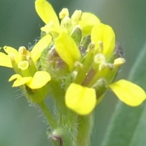 Photographie n°311094 du taxon Sisymbrium officinale (L.) Scop. [1772]