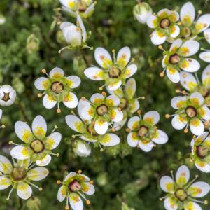  - Saxifraga muscoides All. [1773]