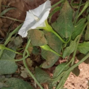 Photographie n°311116 du taxon Calystegia sepium (L.) R.Br. [1810]