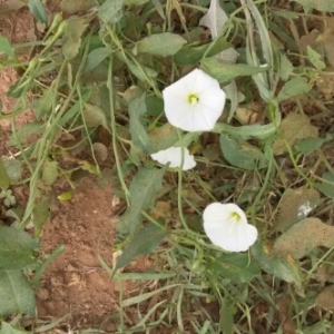 Photographie n°311117 du taxon Calystegia sepium (L.) R.Br. [1810]