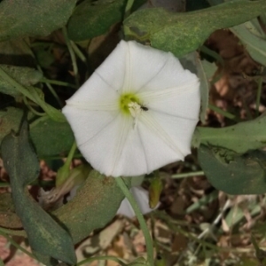 Photographie n°311119 du taxon Calystegia sepium (L.) R.Br. [1810]