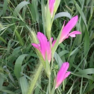 Photographie n°311121 du taxon Gladiolus italicus Mill. [1768]