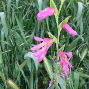 Photographie n°311122 du taxon Gladiolus italicus Mill. [1768]