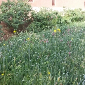 Photographie n°311123 du taxon Gladiolus italicus Mill. [1768]