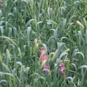 Photographie n°311124 du taxon Gladiolus italicus Mill. [1768]