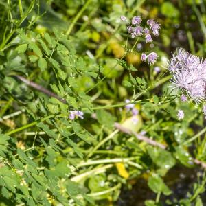 Photographie n°311130 du taxon Thalictrum aquilegiifolium L.