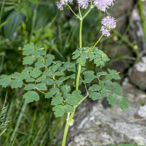 Photographie n°311131 du taxon Thalictrum aquilegiifolium L.