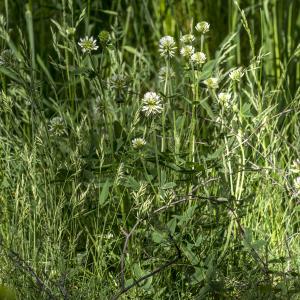 Photographie n°311140 du taxon Trifolium montanum L. [1753]