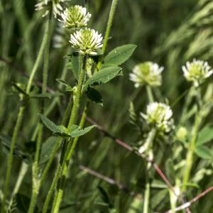 Photographie n°311152 du taxon Trifolium montanum L. [1753]