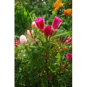 Godetia whitneyi hort. (Lindley's Clarkia)