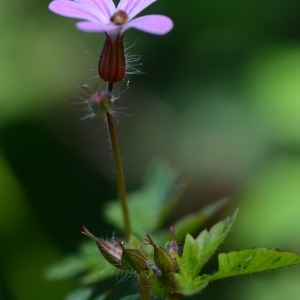 Photographie n°311201 du taxon Geranium robertianum L. [1753]