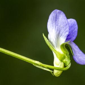 Photographie n°311205 du taxon Viola canina subsp. canina 