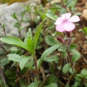 Photographie n°311261 du taxon Saponaria ocymoides L.