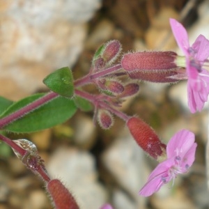 Photographie n°311262 du taxon Saponaria ocymoides L.