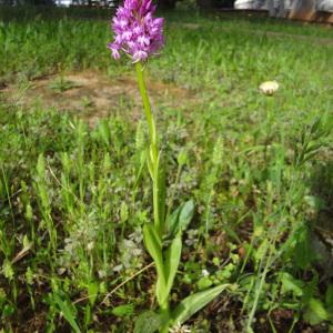 Photographie n°311416 du taxon Anacamptis pyramidalis (L.) Rich.