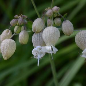 Photographie n°311558 du taxon Silene vulgaris (Moench) Garcke [1869]