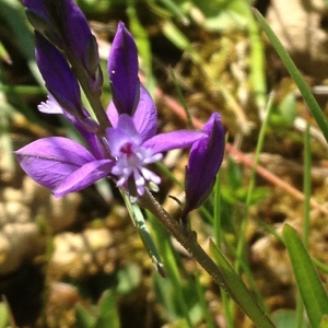 Photographie n°311692 du taxon Polygala L. [1753]