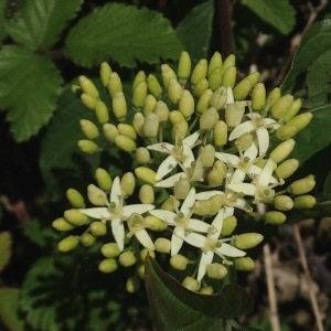 Photographie n°311696 du taxon Cornus sanguinea L. [1753]