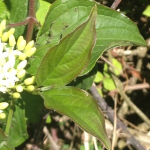 Photographie n°311697 du taxon Cornus sanguinea L. [1753]