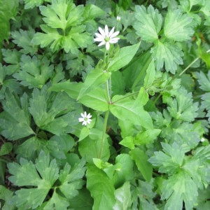 Photographie n°311698 du taxon Myosoton aquaticum (L.) Moench [1794]