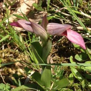 Photographie n°311702 du taxon Serapias L. [1753]