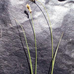 Photographie n°311786 du taxon Carex divisa subsp. chaetophylla (Steud.) Nyman [1882]