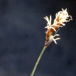 Photographie n°311787 du taxon Carex divisa subsp. chaetophylla (Steud.) Nyman [1882]