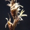  Liliane Roubaudi - Carex divisa subsp. chaetophylla (Steud.) Nyman [1882]