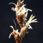  Liliane Roubaudi - Carex divisa subsp. chaetophylla (Steud.) Nyman [1882]
