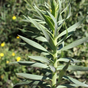 Photographie n°311831 du taxon Linaria angustissima (Loisel.) Borbás [1900]