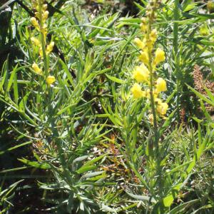 Photographie n°311835 du taxon Linaria angustissima (Loisel.) Borbás [1900]