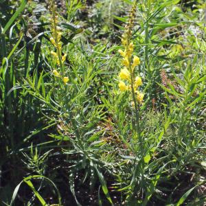 Photographie n°311838 du taxon Linaria angustissima (Loisel.) Borbás [1900]