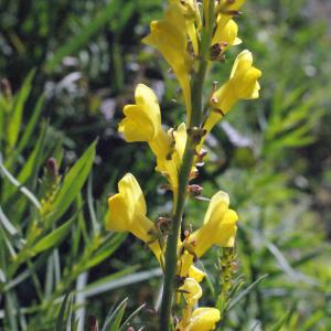 Photographie n°311846 du taxon Linaria angustissima (Loisel.) Borbás [1900]