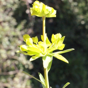 Photographie n°311866 du taxon Euphorbia biumbellata Poir. [1789]