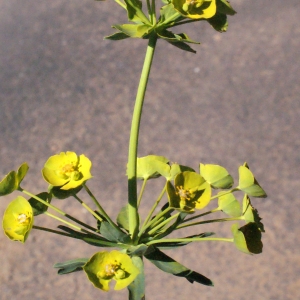 Photographie n°311867 du taxon Euphorbia biumbellata Poir. [1789]