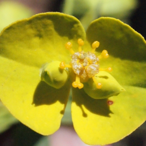 Photographie n°311877 du taxon Euphorbia biumbellata Poir. [1789]